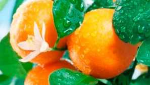 Jak pěstovat mandarinku